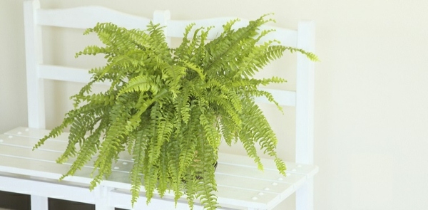 Boston fern indoor plant