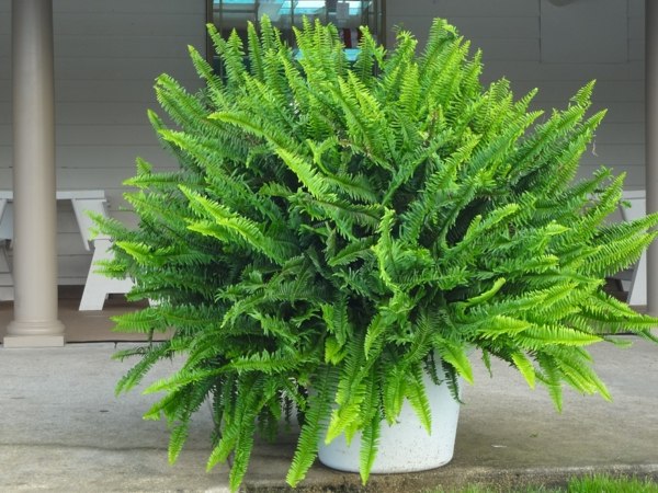 Boston fern plant