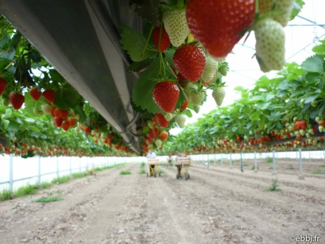 strawberry pot support metal