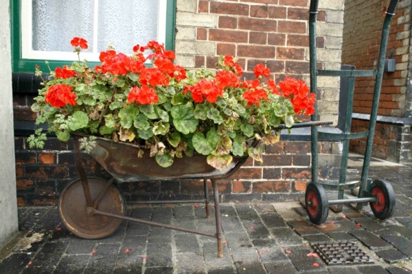 flowering geraniums planted in old rusty cart