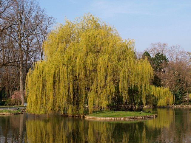 yellow willow tree crying lake aesthetic garden landscaping