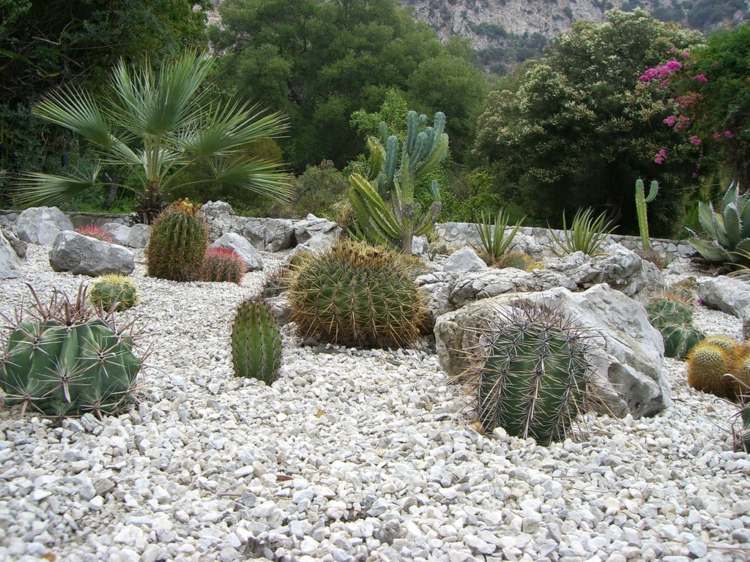 gravel white garden cactus