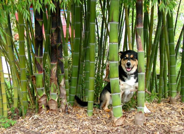 bamboo garden hedge