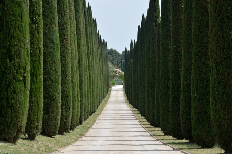 fence garden breeze view vegetal