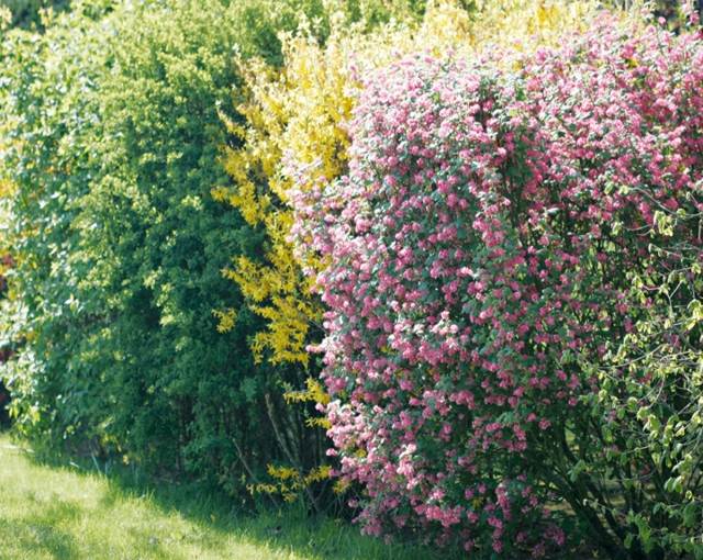 garden hedge bright yellow yellow