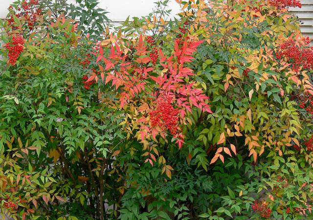 hedge garden autumn fall fence jadin idea natural landscaping