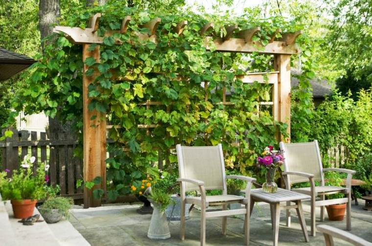 garden hedge plant pergola