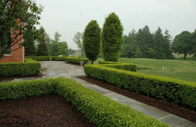 garden hedge to create a breeze view vegetal