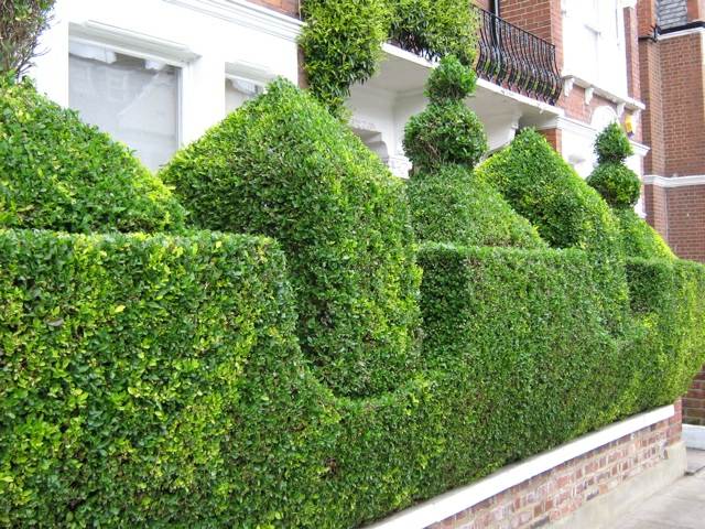 garden hedge original design