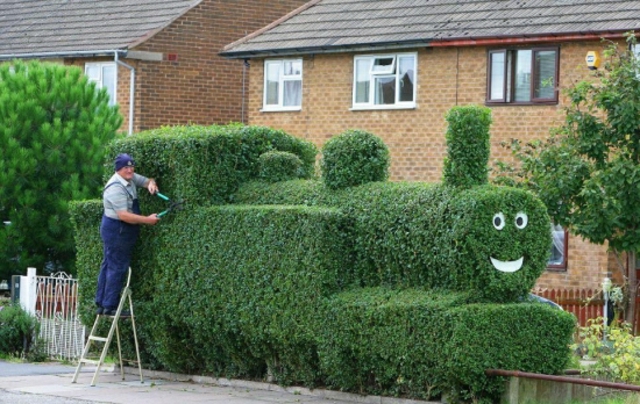 garden hedge original shape