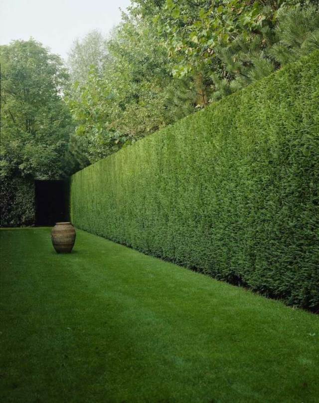 fence garden idea hedge green classic design