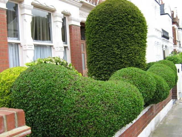 bulky garden hedge