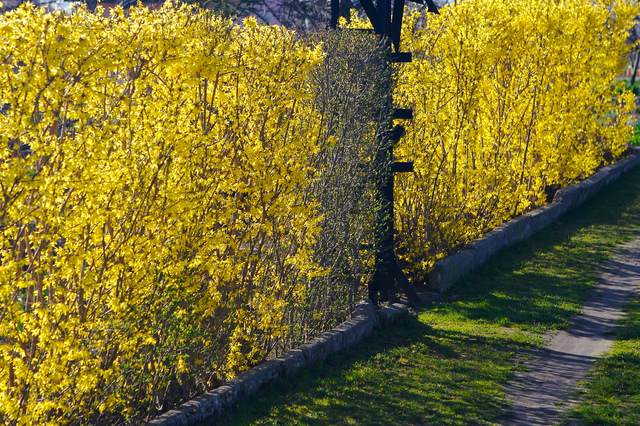 hedge blooming yellow fence garden natural ecological idea