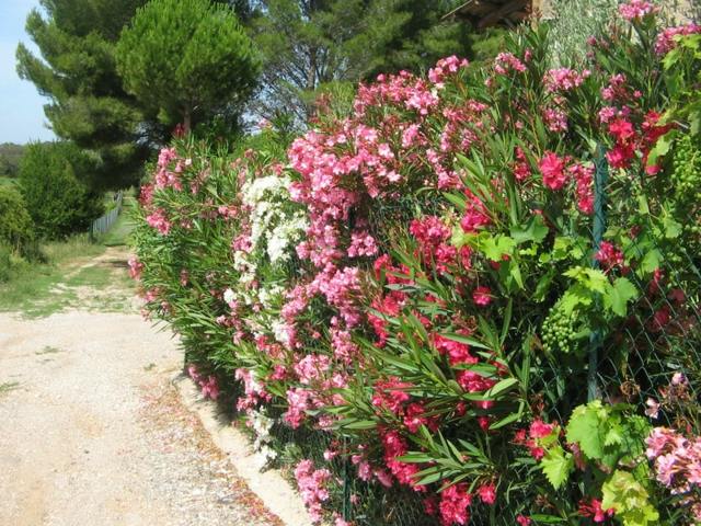 pink white flower hedge