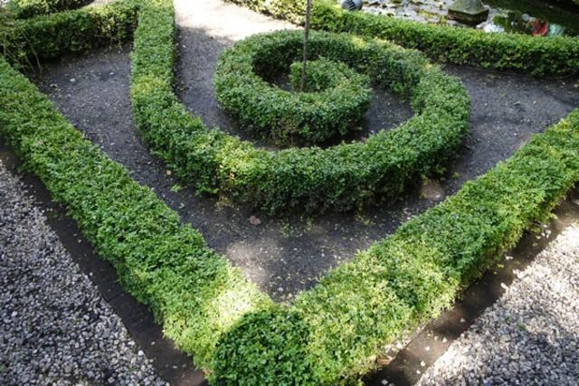 garden hedge spiral shape