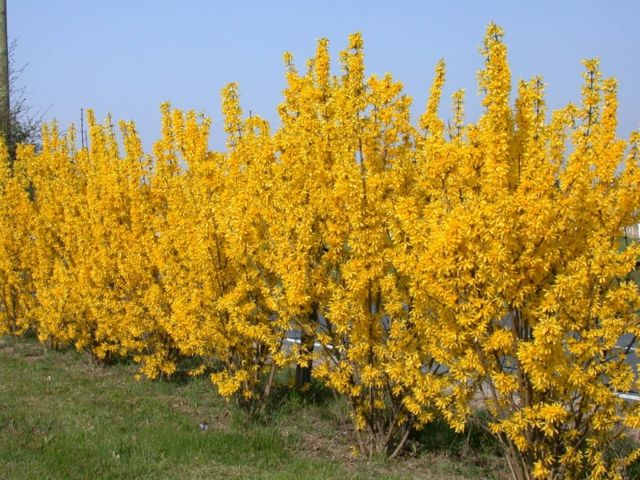 yellow hedge garden dream