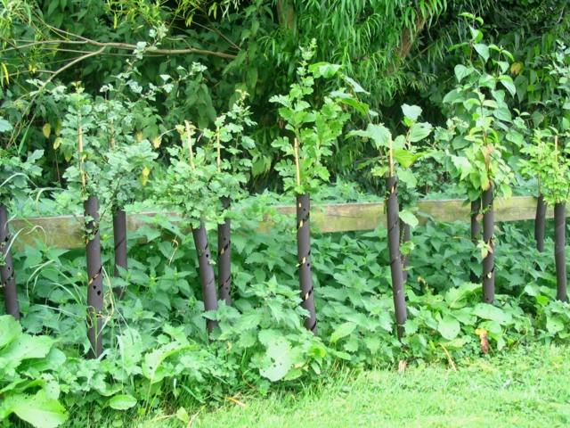 fencing garden hedge free hedge vivid hedge small