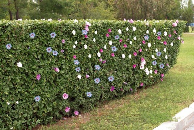 original hedge shrubs flowers