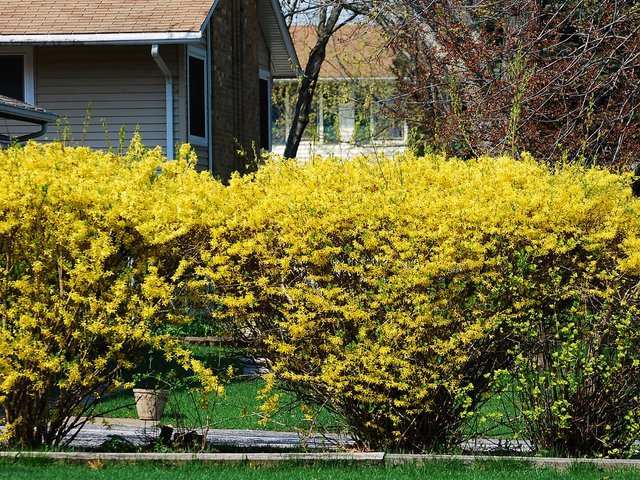 idea fence garden bright yellow color