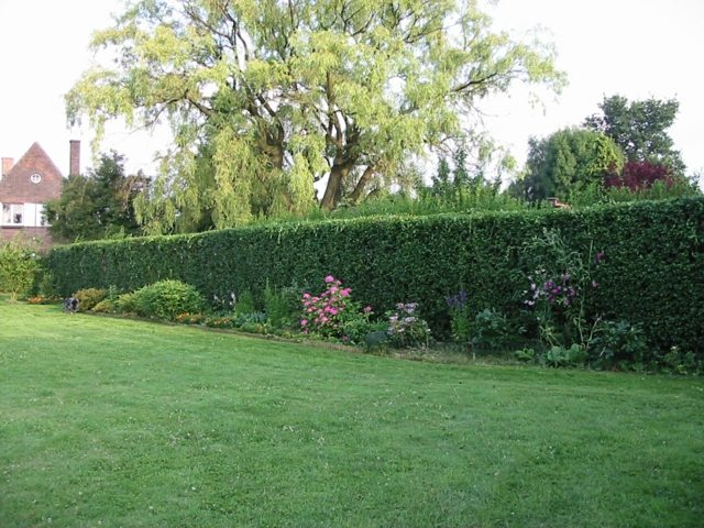 green hedge beautiful garden