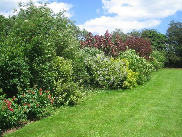 fence garden idea garden haide green shrubs