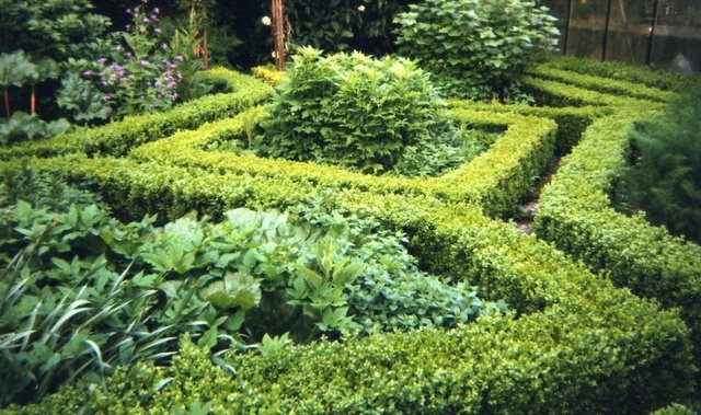 decorative garden hedge design