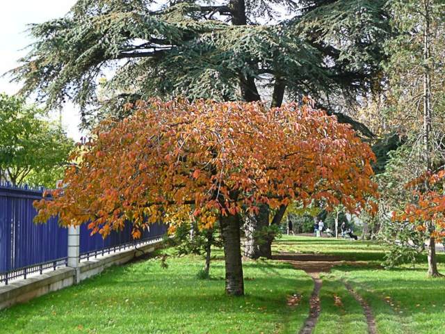 weeping beech orange aesthetic weeping trees evergreen tree