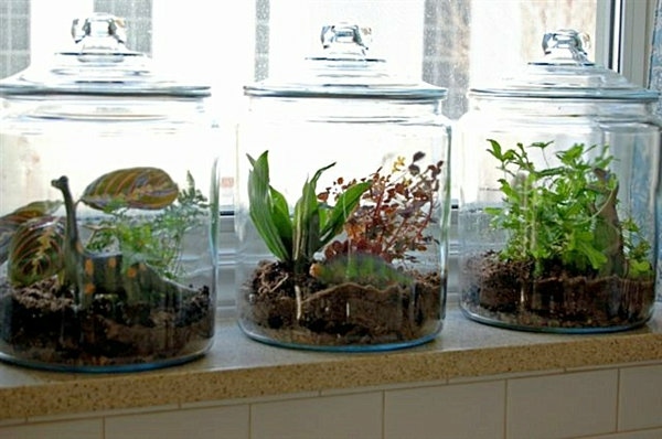 idea tarrarium asal