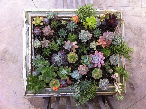 DIY idea frame original plants