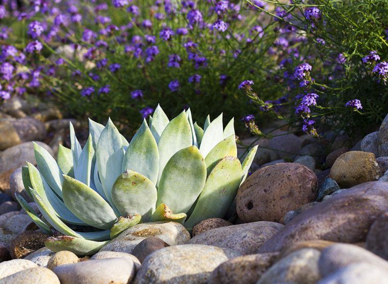 Layouts idea-garden-to-house-plants rockery