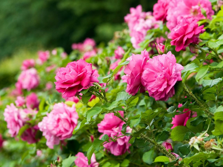 garden hedge idea pink plants