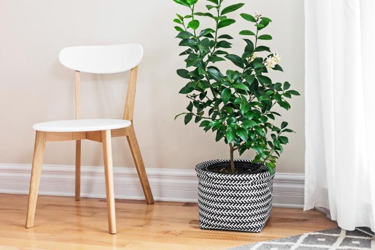 home deco feng shui plants'intérieur pot