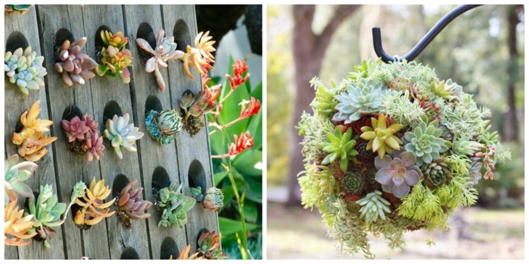 decorate garden idea succulent plant