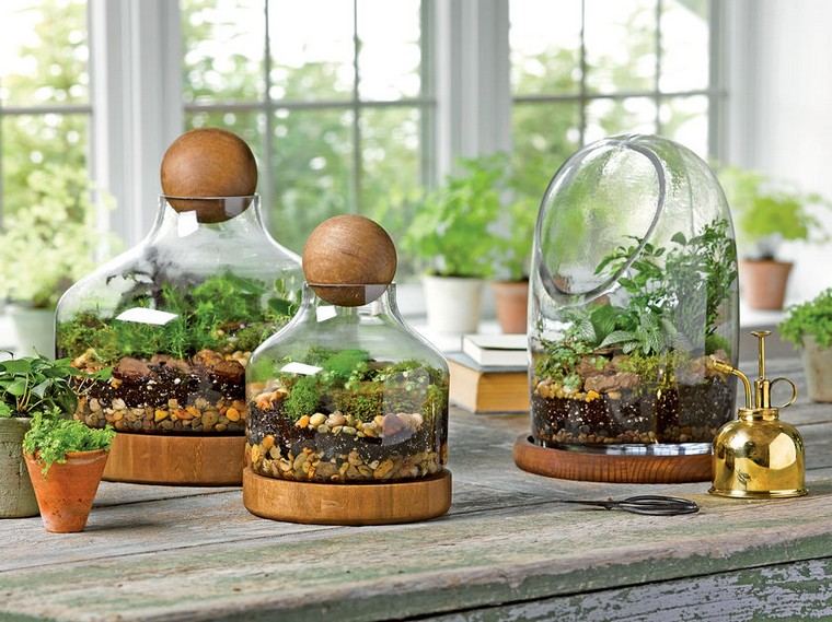 photo plants terrarium indoor plant plant idea terracotta plant