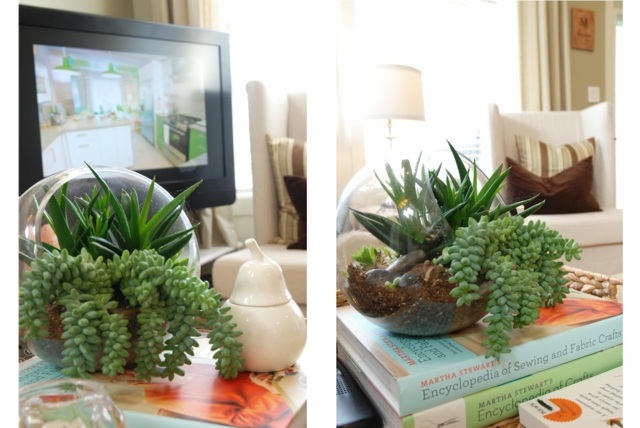 idea deco idea tumbuh-tumbuhan kaca terrarium