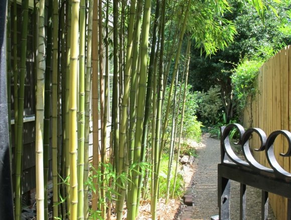 bamboo garden decoration idea