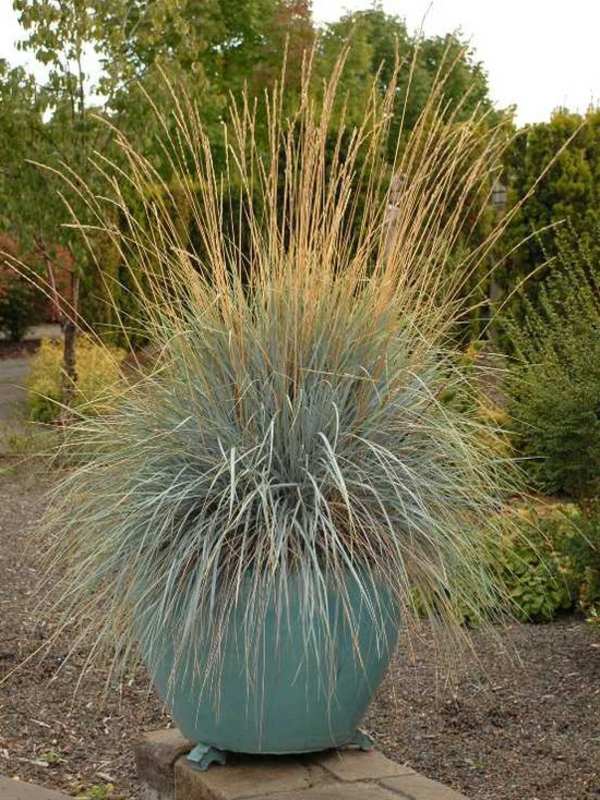 idea grass flower pot