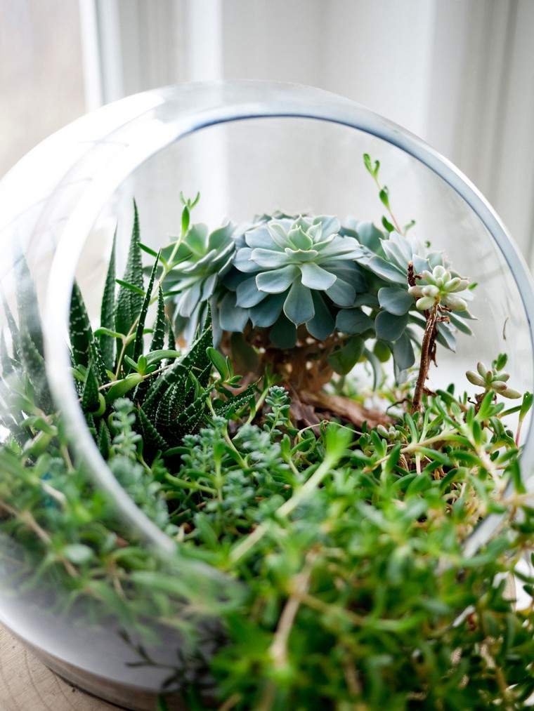 terrarium idea succulent plants mini garden house