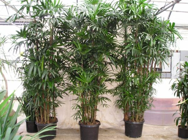 idea plant deco Rhapis