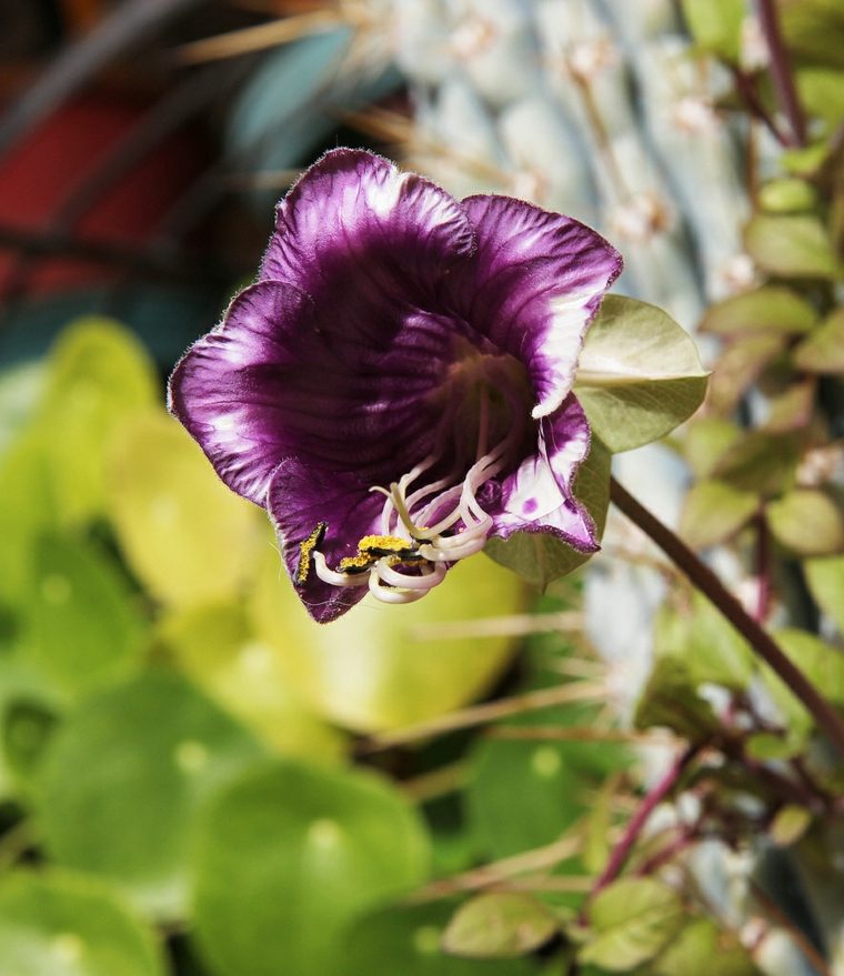 flower plant trellis deco of small garden