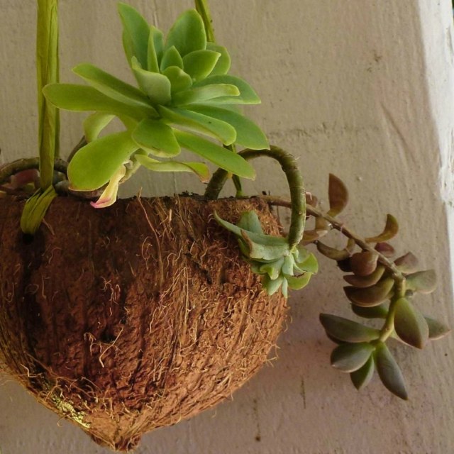 coconut flowerpot DIY