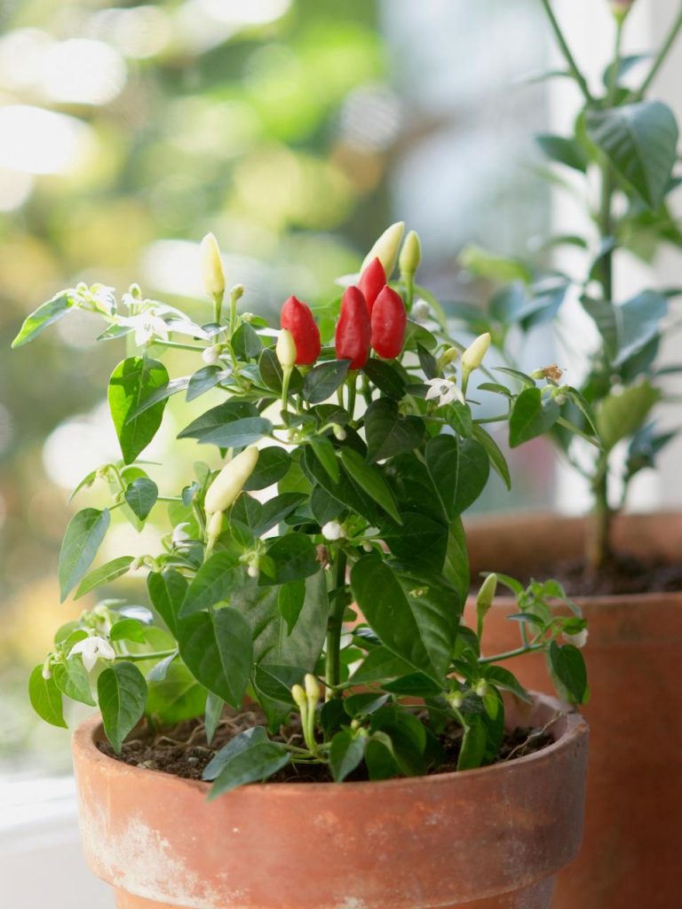 idea ceramic pot red peppers cultivate vegetable garden balcony