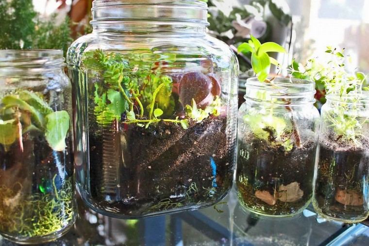 pot terrarium idea interior house appart plants