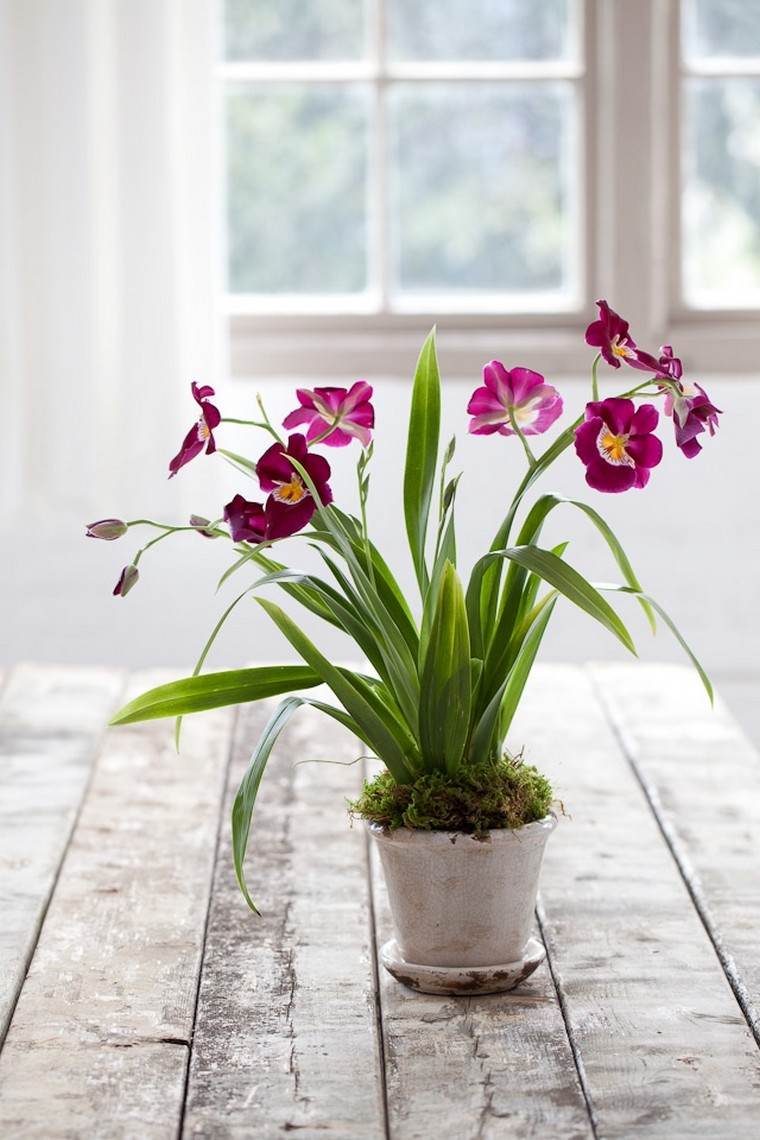 how to bloom an orchid pot plant indoor idea