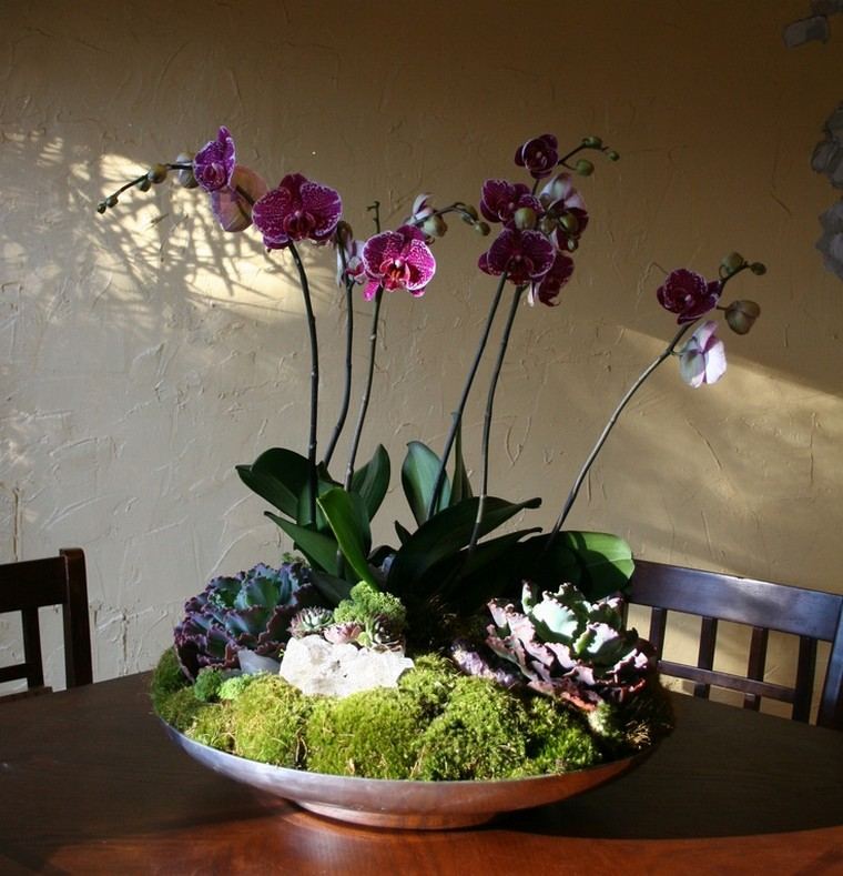 orchid plant interior idea pot flowers