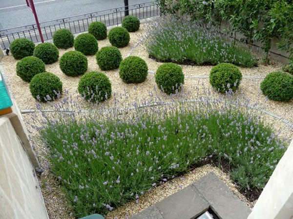 garden accent boxwood and lavender