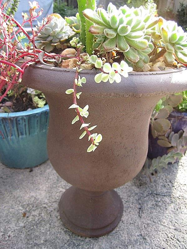 garden landscaping flowers