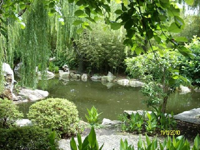 Asian water garden pond surrounds plants stones