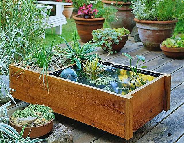 aquatic garden in a wooden container