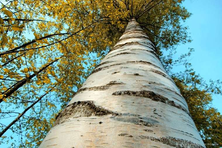 evergreen trees birch evergreen tree